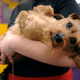 Illustration for article titled More Puppy Love From the Westminster Dog Show